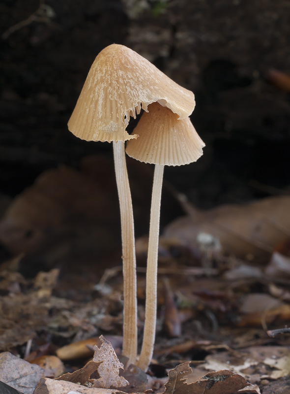 Conocybe subpubescens